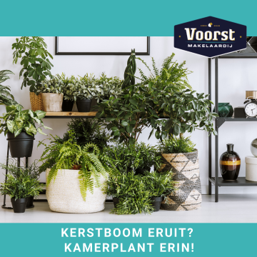 Kerstboom eruit? Kamerplant erin!